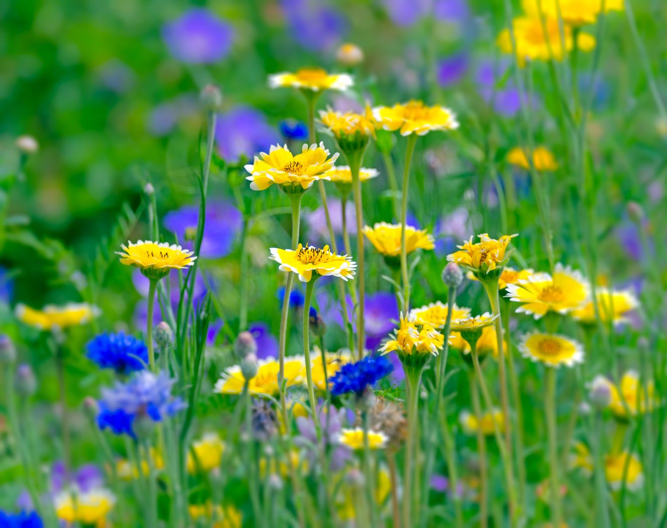 Flowering Summer Medow